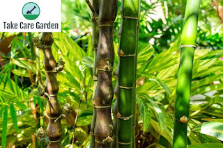Bambu barriga de buda