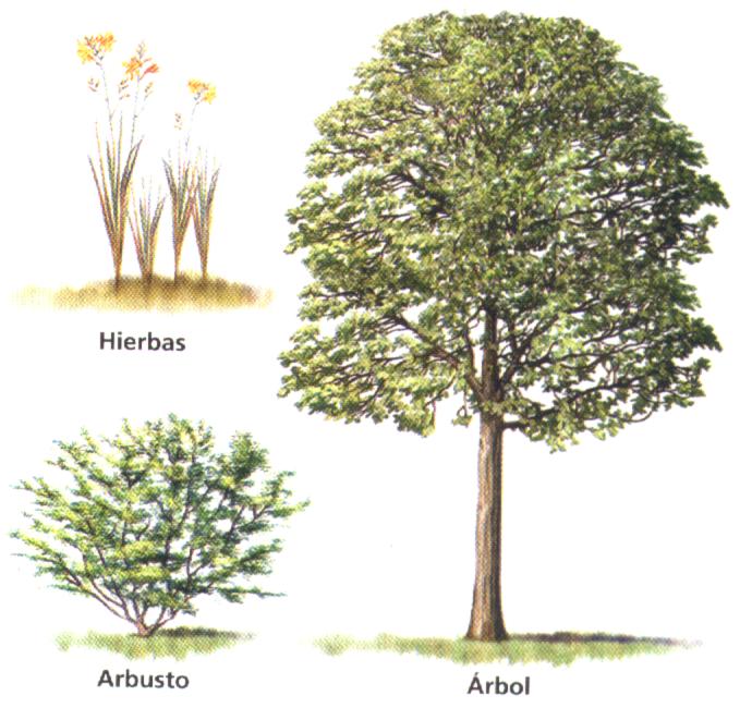 Nombres de arbustos y hierbas