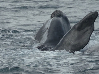 Fotos del Avistaje de Ballena de Nuestros Huespedes