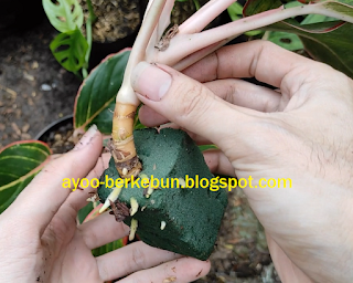 cara menanam aglaonema