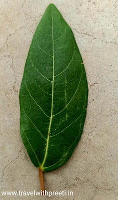 गूलर का पेड़ (gular ka ped) के औषधीय गुणों के बारे में जानकारी