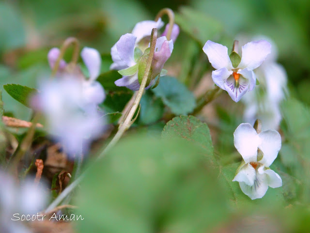 Viola hondoensis