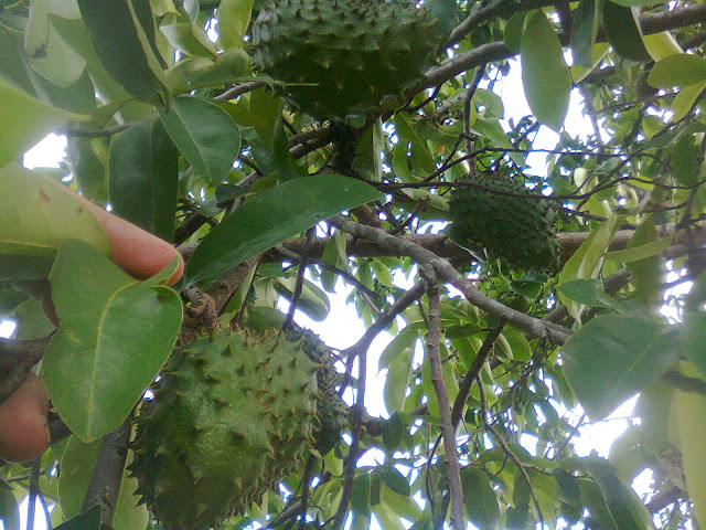 Pohon Sirsak Berbuah, Photo Original by: Wahid Priyono (Guruilmuan).