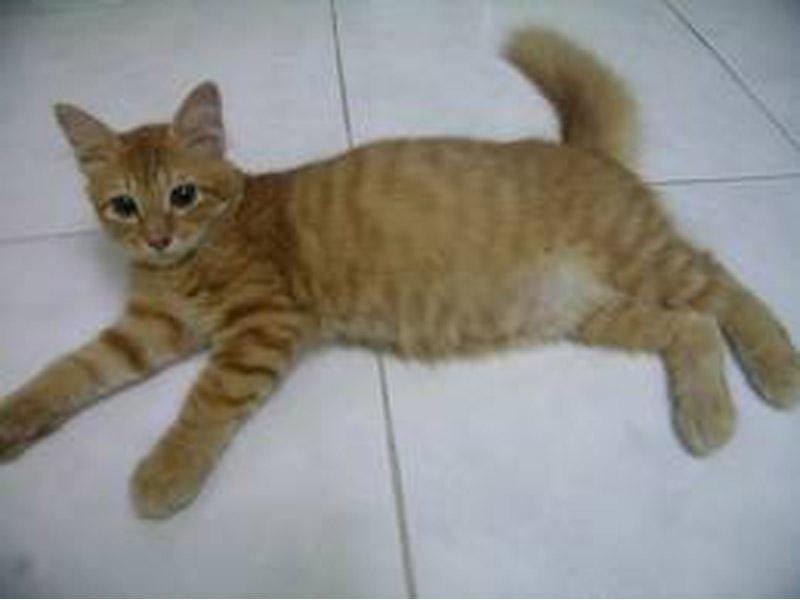 Jenis Jenis Kucing  Paling Populer di Indonesia Kucing  gue