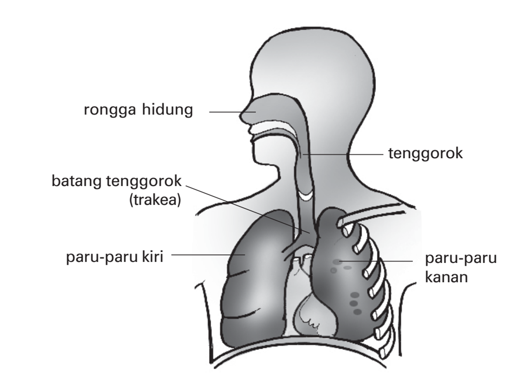 Pras Academy SD Alat pernapasan yang menghubungkan 