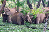 Forest dept alert to prevent elephant deaths