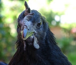 ayam hitam kedu cemani