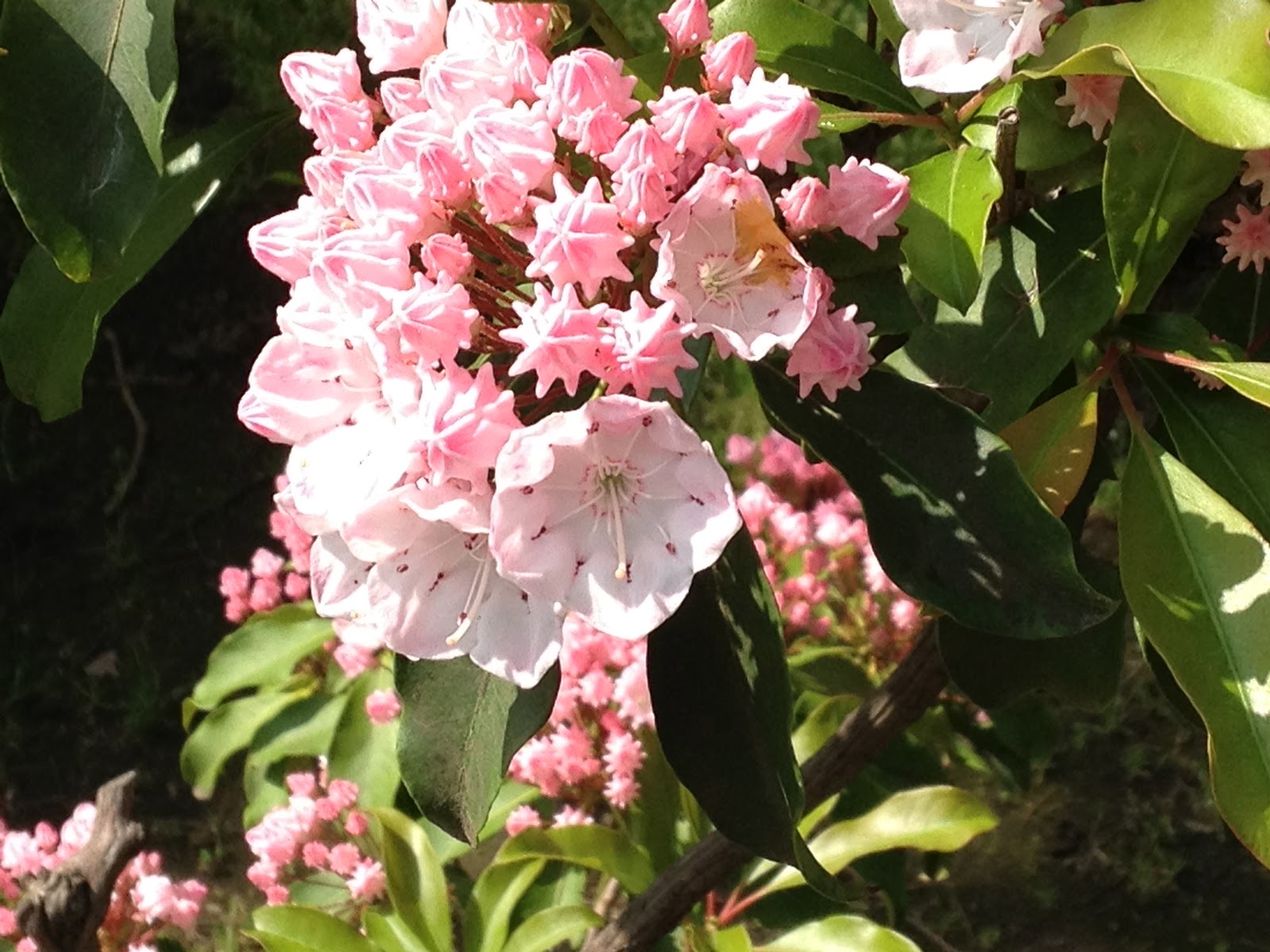 野の花通信 カルミア