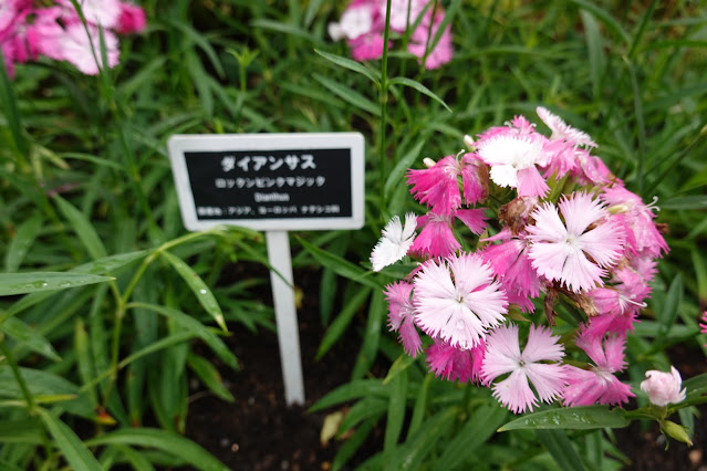 鳥取県西伯郡南部町鶴田 とっとり花回廊 ダイアンサス