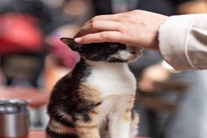 Cara Supaya Kucing Nurut