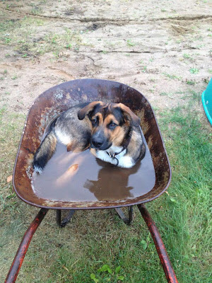 Piscina canina - Alberca para perros muy especiales