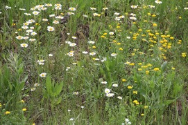 a field of "invasive" ox-eye daisies and birdsfoot trefoil