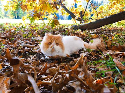 5 Contoh  Deskripsi  Tentang Kucing  Dalam  Bahasa  Inggris  dan 