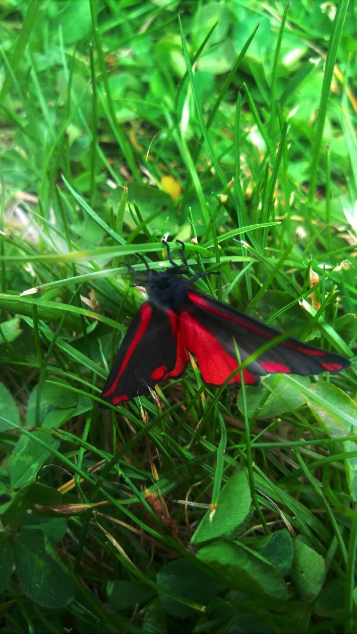 Mollie And The Butterfly