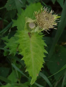 Ostrożeń warzywny Cirsium oleraceum, czarcie żebro opis zdjęcia