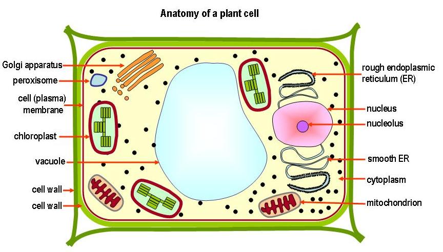 picture of animal cell labeled. animal cell labeled parts.