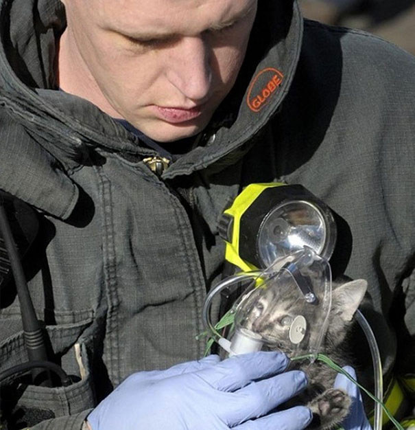 Firefighter administers oxygen to cat rescued from house fire.