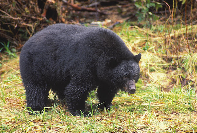 Haida Gwaii Black Bear