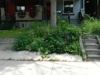 Palmerston Front Garden Clean up before by Paul Jung Gardening Services Toronto