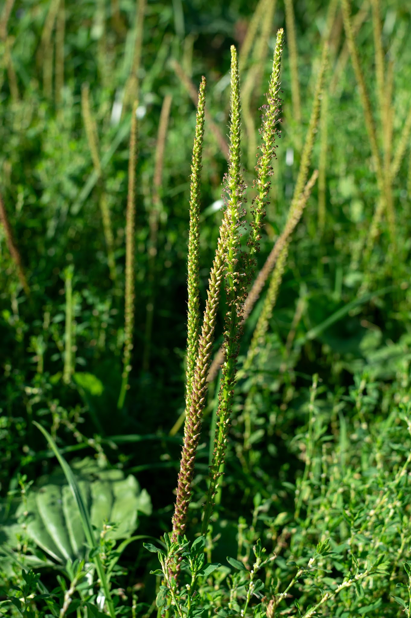 Broadleaf plantain