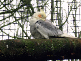 nappy time for this cockatiel