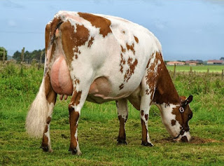 Vacas Lecheras