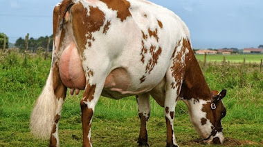 Vacas Lecheras Raza Ayrshire