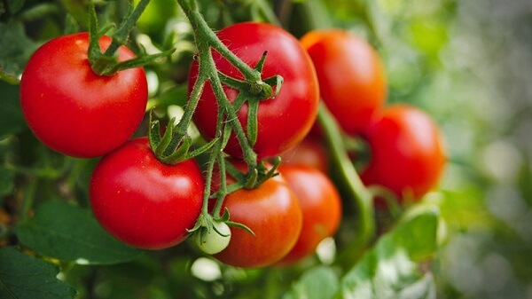 Cà chua là nguồn bổ sung crom tuyệt vời
