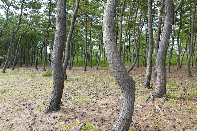 鳥取県米子市河崎　松林