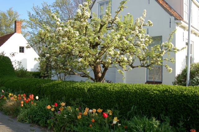 perenbloesem met tulpen