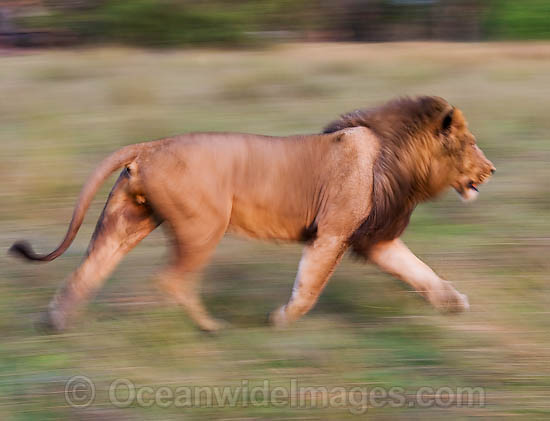 Encyclopedia: Lion Running