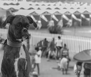 Retrato de un perro en la playa de Mar del Plata