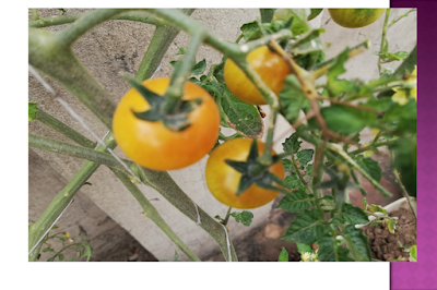 Yellow Cherry Tomatoes