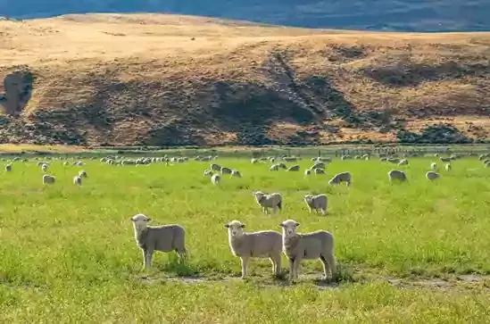 देव-माझा-मेंढपाळ-आहे.,the_lord_is_my_shepherd.