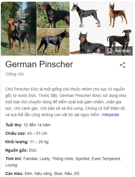 German Pinscher