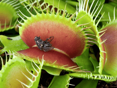 Plantas carnívoras fazem fotossíntese?