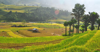 Sapa terrace field, Vietnam