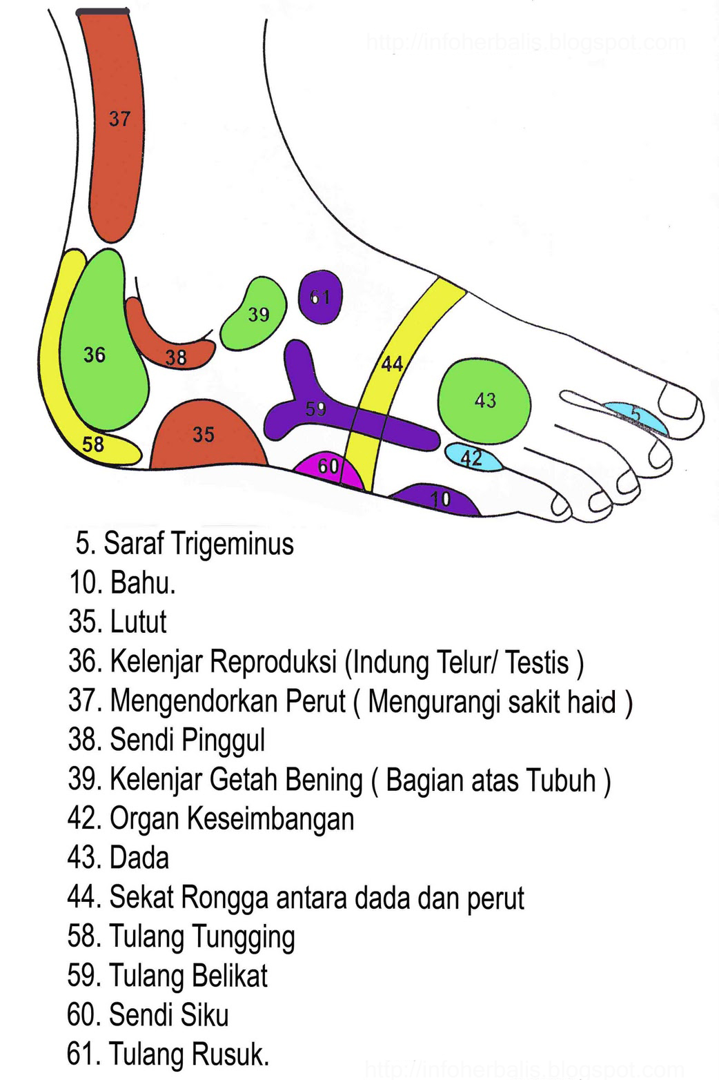 Tips Memperbesar Alat Vital: Pijat Refleksi sebagai Obat 