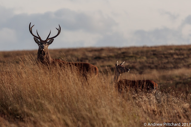 A stag and hind cross the path together, standing on the ground above the path to check where the other deer and humans are.