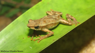 D. cuca, nova espécie de sapo, anuro, serra da mantiqueira, anfíbios, biologia