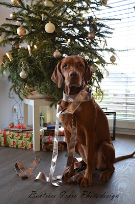 Vizsla an Weihnachten