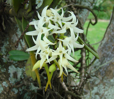the epiphytic orchid Cyrtorchis arcuata growing in the eMalangeni Forest at Kosi Bay