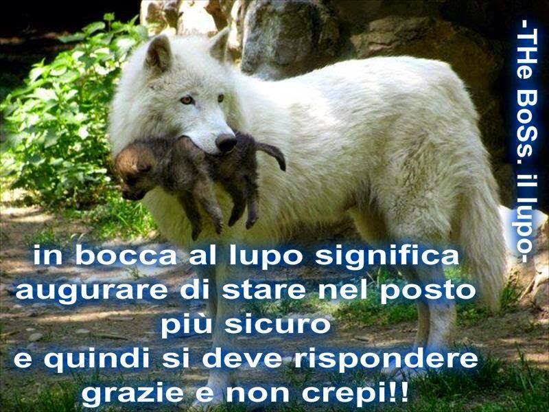 Frasi Per Un In Bocca Al Lupo