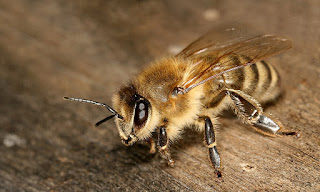 Apis mellifera