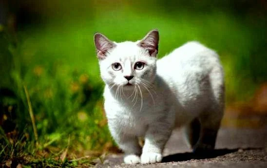 Munchkin cat