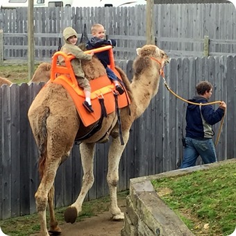 Camel Ride at the Creation Museum