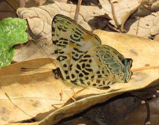 Symbrenthia hypselis, Himalayan Spotted Jester