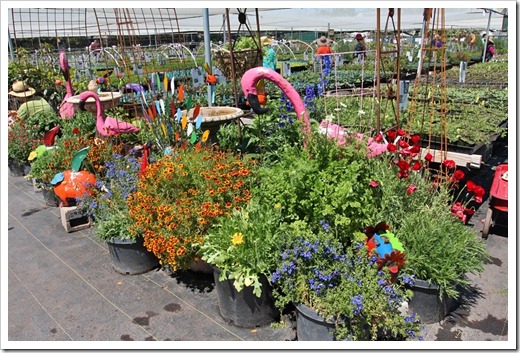 120414_AnniesAnnuals_67