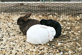 Animales en la Tendercrop Farm, Newbury