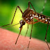 Φυσική προστασία από... τσιμπήματα κουνουπιών